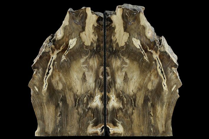 Petrified Wood Bookends - Oregon #117225